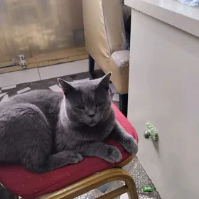 Şotland pisik wýazka uçin