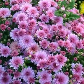 Хризантема Hrizontema