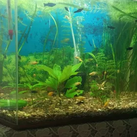 Аквариум