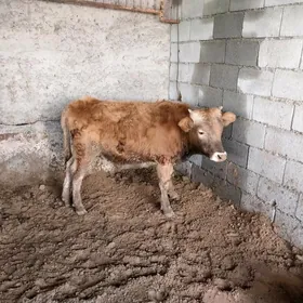 Siwes Okuz tohum mal