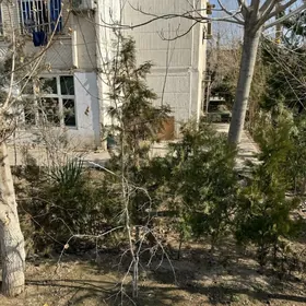 satlyk jay 11mkr kwartira