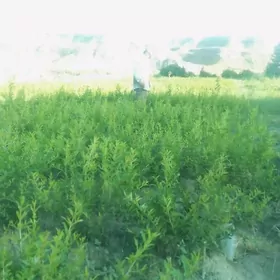 Garrygalanyn̈ nar nahallary.