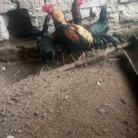 байсы хораз