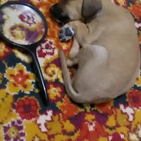 В ДОБРЫЕ РУКИ