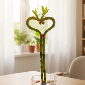 bambuk gulleri бамбук