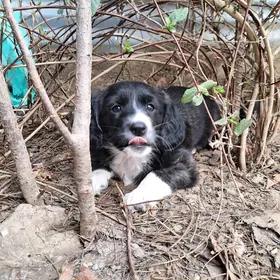 Щенок в добрые руки