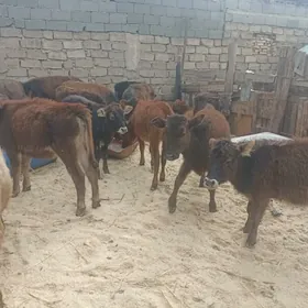 öküzçe tüwe öküz göle