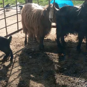 bagaz we owlakly geçi