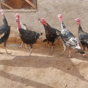 İNDUK HORAZAR YASAJİK