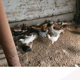 tejen paroda towuk juje