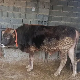 okuz baklan çekim bar