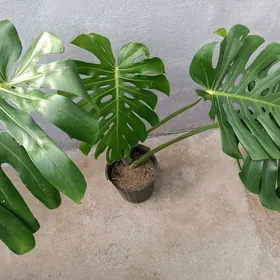 МОНСТЕРА  ДЕЛИКАТЕС