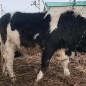 гибрит окуз