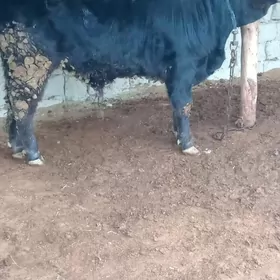 bakylan şiwes öküz