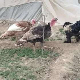 Baysy towuk we induk