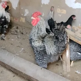 buroller horaz 40tac