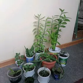 домашние растения/цветы