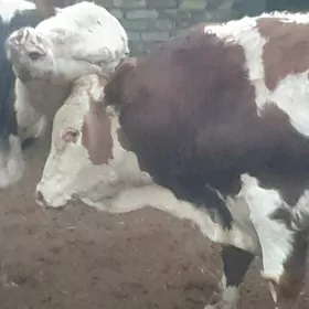 сментал окузлер