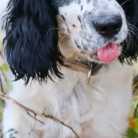 awçy güjük ispanel