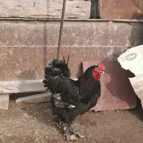 Brama gatyşan horoz