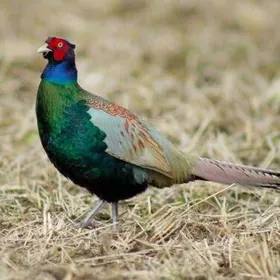 yasyl sulgun yumurtgasy