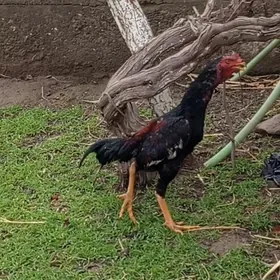 байсов жуже