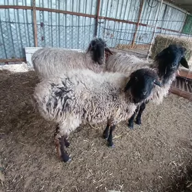 Goyun 3sanyGoyun 3 sany