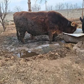 Gysyr sygyr gysyr tuwe