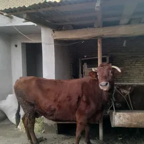 самиз инак каты самиз