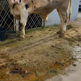 galland semental okuz