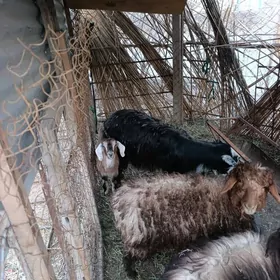 овлаклы гечи