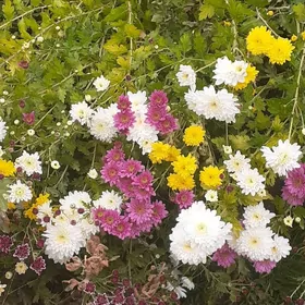 ХРИЗАНТЕМА .РОМАШКИ