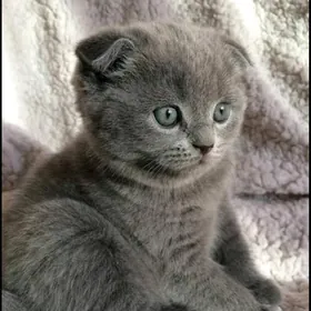 шотланский катята