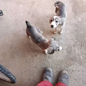 тазы гужтазы.