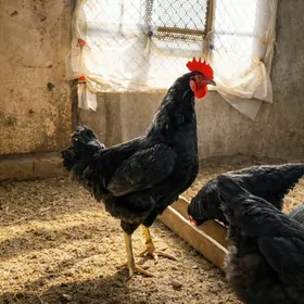 джерсийские гиганты петух куры