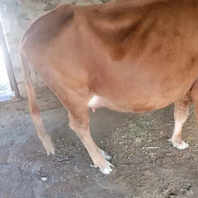 голели сыгыр