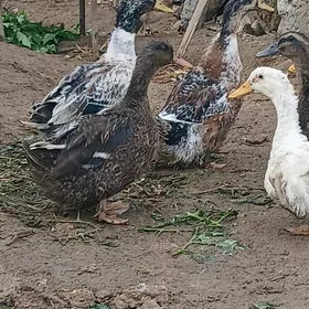 Ördek Indutga gus induk towuk