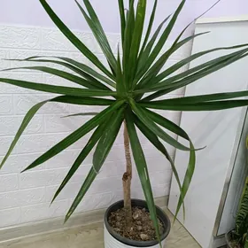 ДРАЦЕНА МАРГИНАТА