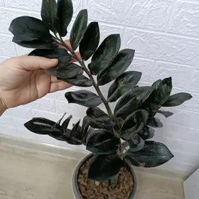 ЗАМИОКУЛЬКАС