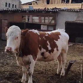 Simental Unajyn ýetik