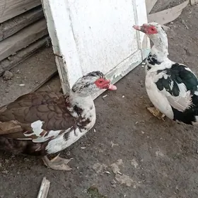 мускус ордек