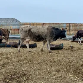 ýetik. boğazýetik. boğaz