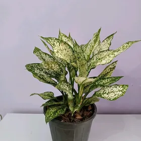 АГЛАОНЕМА ДАЙМОНД