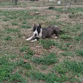 Питбуль, ит