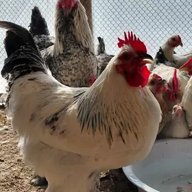 brama nolgar horazlar