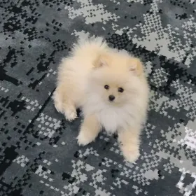 померанский шпиц мишка