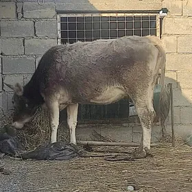 swes tohum goleli sygyr