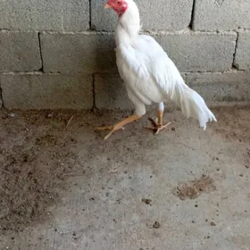 taşkent horaz jüýje