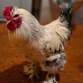 Продаётся Петух БРАМА