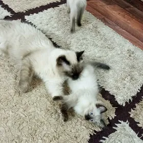 сиамские котята siamskiy
